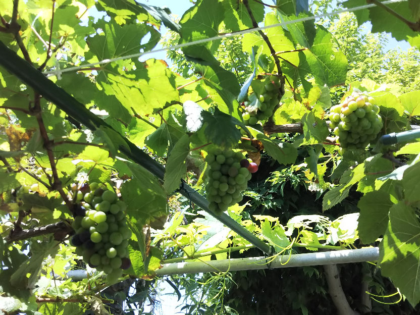 2023july grapes bunches.jpg